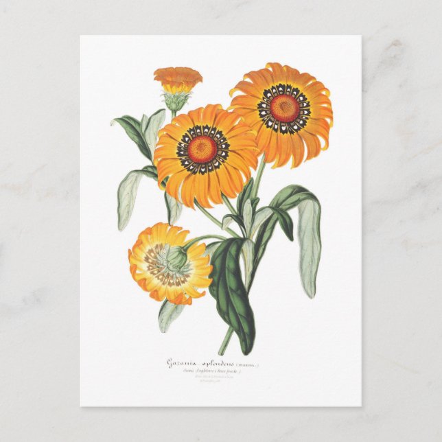 Gazania splendens postcard (Front)