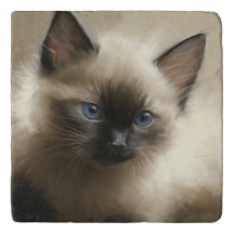 Gaze Of Innocence Siamese Kitten Portrait