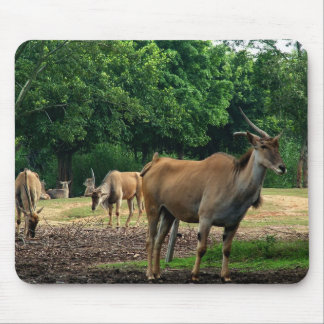 Gazelle,瞪羚 Mouse Pad