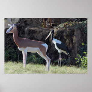 Gazelle and Stork Photo Poster