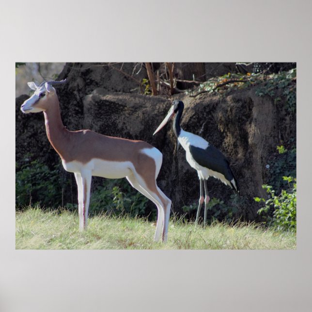 Gazelle and Stork Photo Poster (Front)