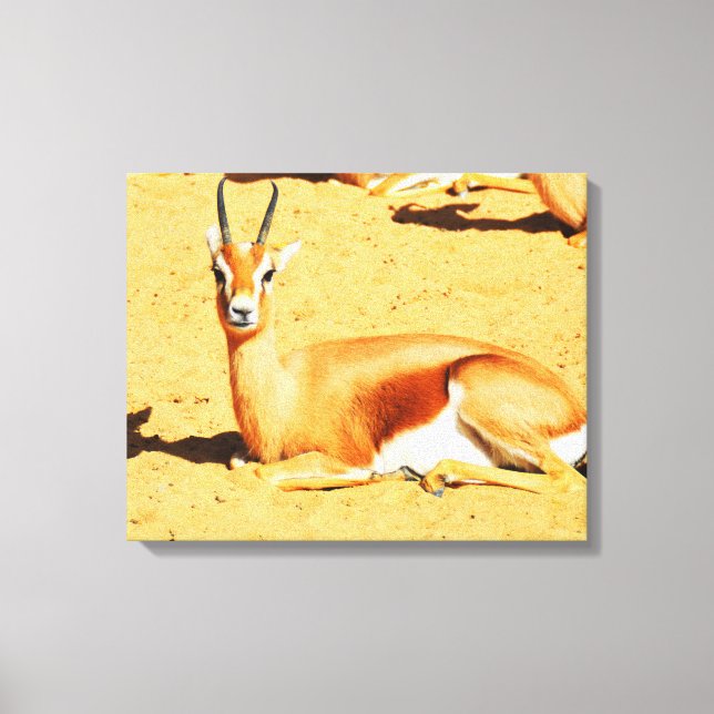 Gazelle Canvas Print (Front)