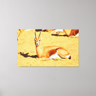 Gazelle Canvas Print