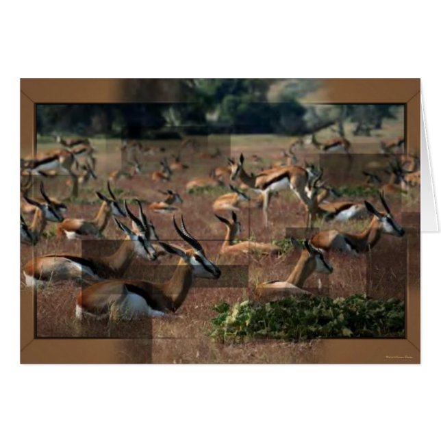 Gazelle Card (Front Horizontal)