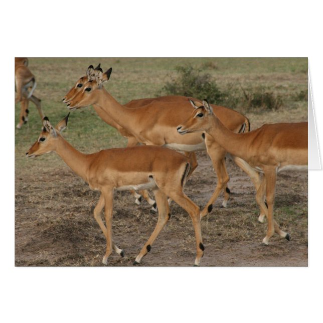 gazelle looks (Front Horizontal)