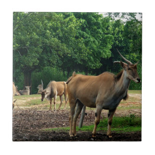 Gazelle, wild animal zoo,羚. tile