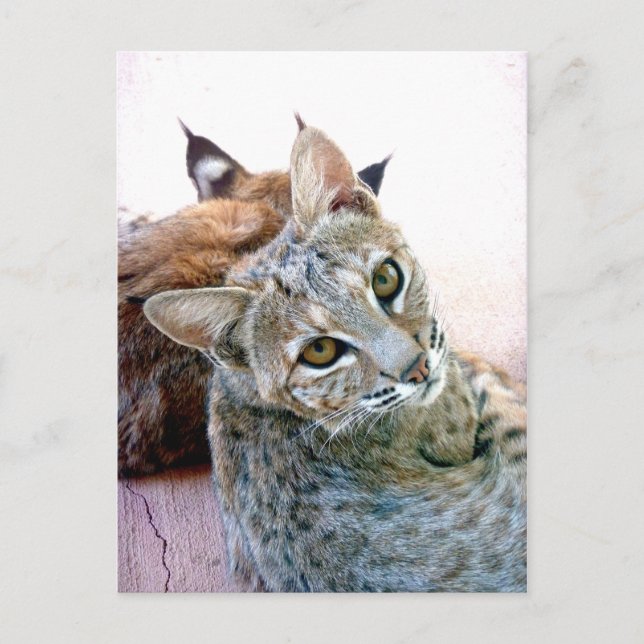 Gazely Stare | Customizable Postcard (Front)