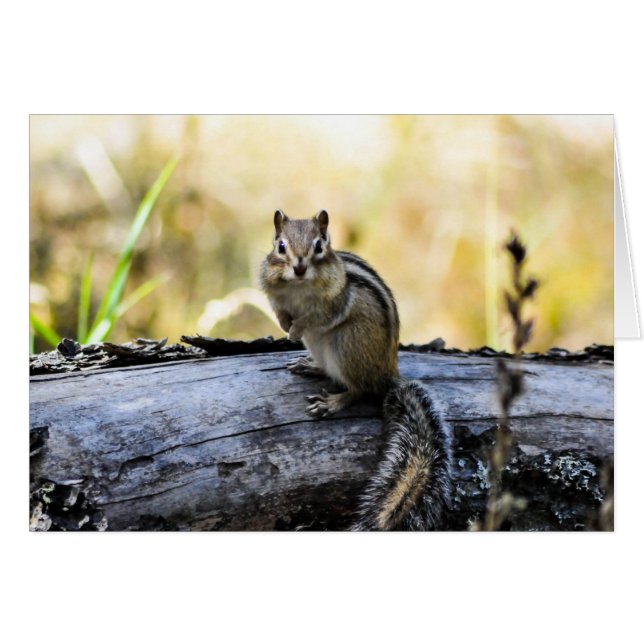 Gazing Chipmunk (Front Horizontal)