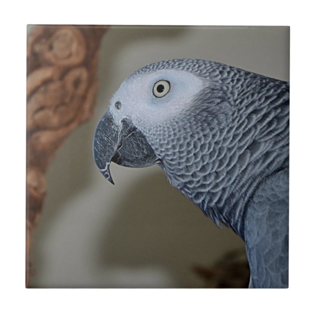 Gazing Congo African Grey Parrot Tile (Front)
