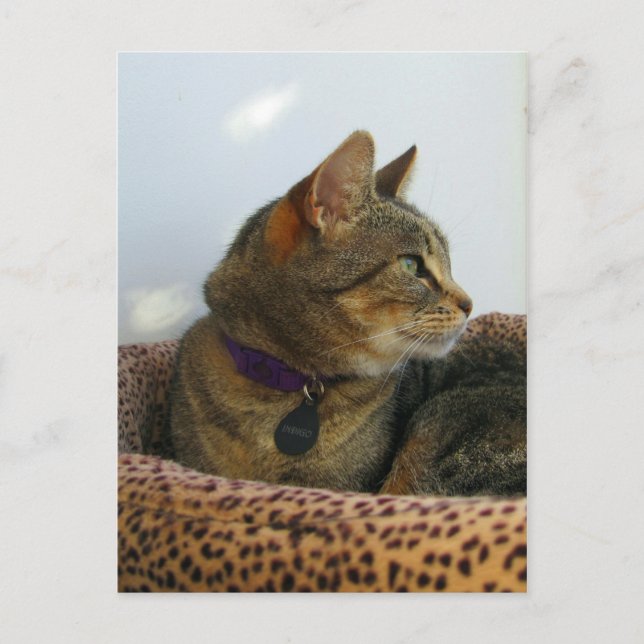 Gazing Indigo Postcard (Front)