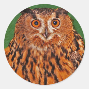 Gazing Owl Classic Round Sticker