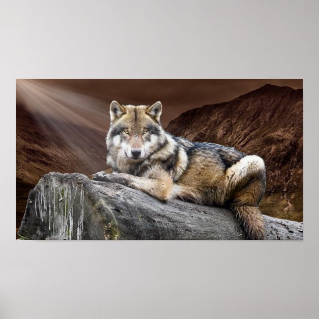 Gazing Wolf Poster (Front)