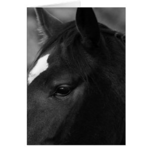 Gcna de cheval