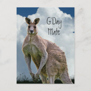 G'Day Mate Kangaroo Postcard