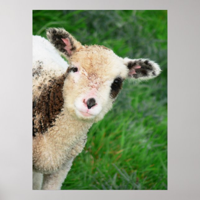 G'day! Poster (Front)