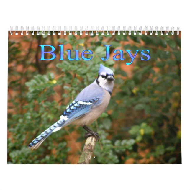 Geai bleu calendrier de 12 mois (Protection)
