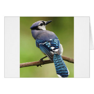 Geai bleu pensant à vous papa de maman de famille