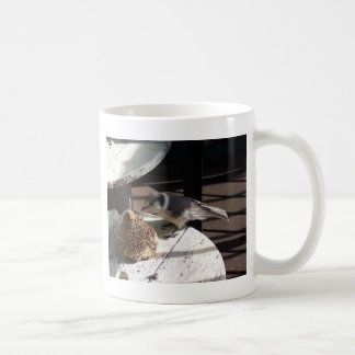 Geai gris et tasse de Bell