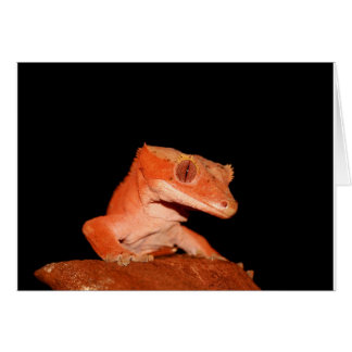 gecko