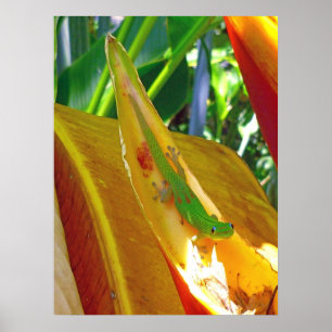 Gecko and Heliconia Poster