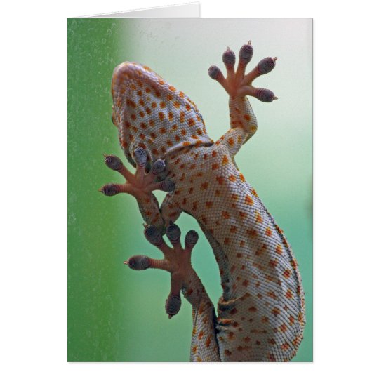 Gecko card