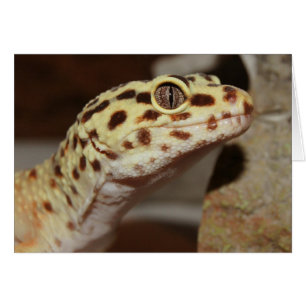 Gecko de léopard
