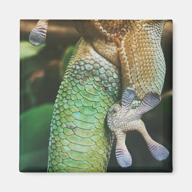 Gecko Feet Magnet (Front)