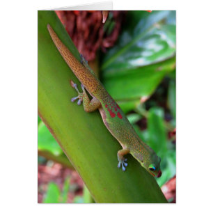 Gecko Gold Dust