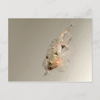 Gecko In Tub Postcard
