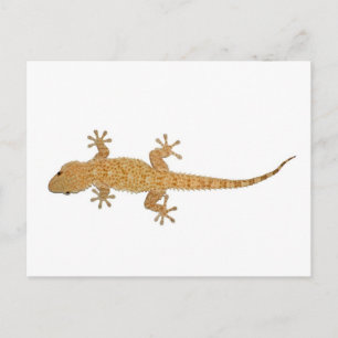 gecko lizard postcard