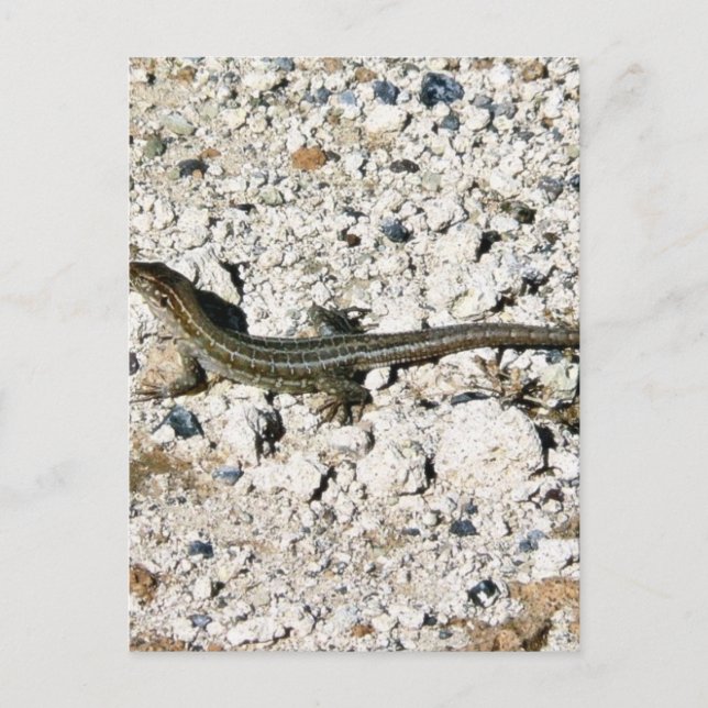 Gecko Lizard Postcard (Front)