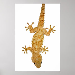 gecko lizard poster