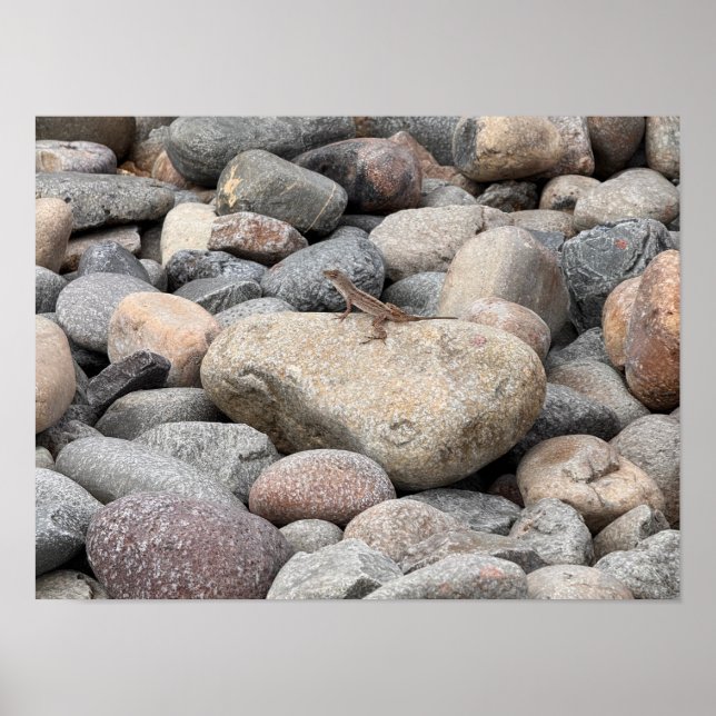 Gecko on the Rocks please Poster (Front)