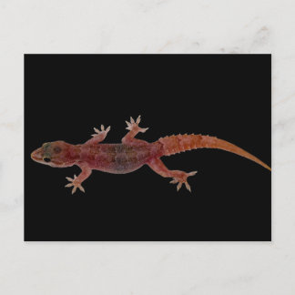 Gecko Postcard
