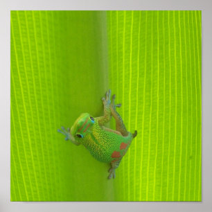 Gecko Print