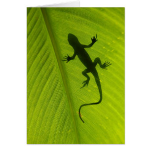 Gecko Silhouette