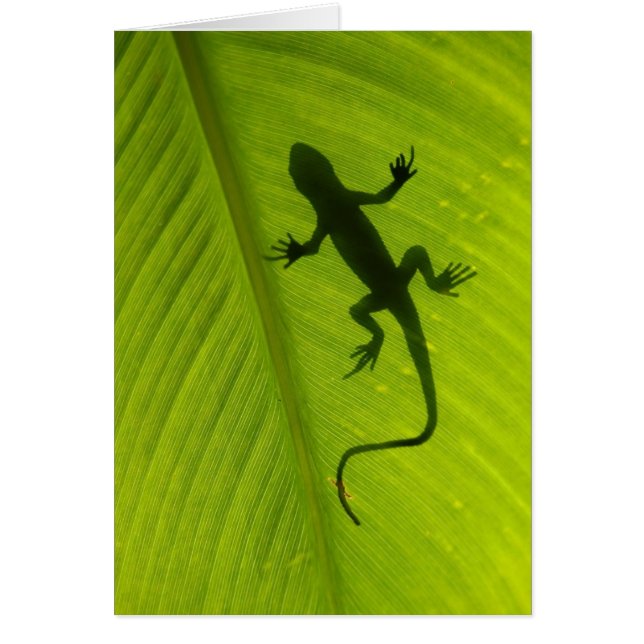 Gecko Silhouette (Front)