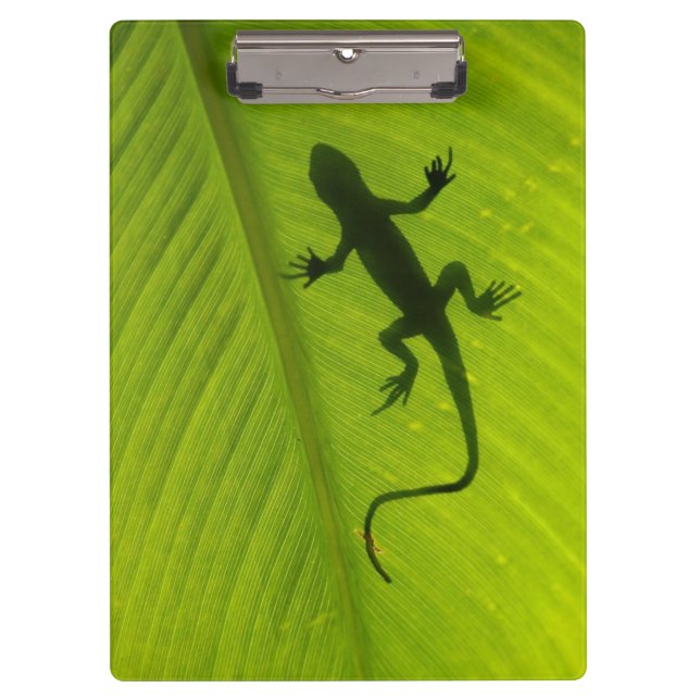 Gecko Silhouette Clipboard (Front)