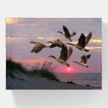 GEECE OVER THE DUNES