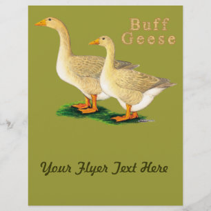 Geese: American Buffs Flyer