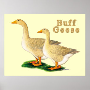 Geese:  American Buffs Poster