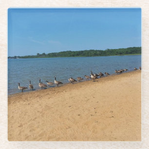 Geese at Silver Lake, Wisconsin Glass Coaster
