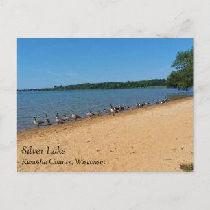 Geese at Silver Lake, Wisconsin Postcard