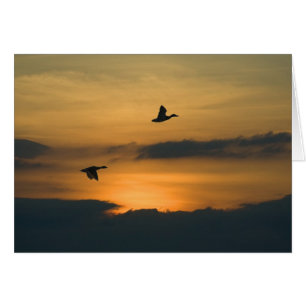 Geese at sunset