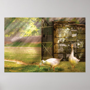 Geese - Birds of a Feather Poster