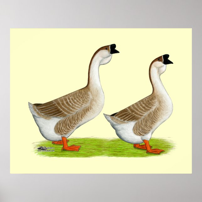 Geese:  Buff African Poster (Front)