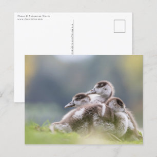 Geese Chicks Nature Photo Postcard