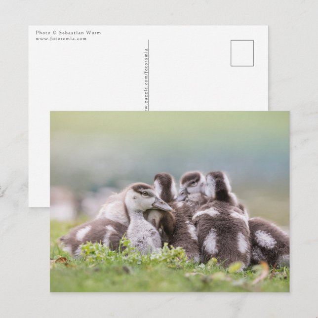 Geese Chicks Nature Photo Postcard (Front/Back)