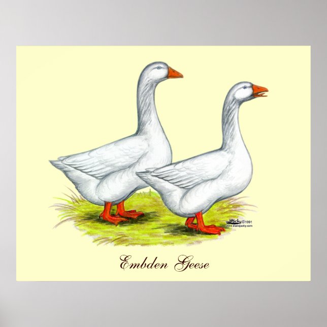 Geese:  Embden Pair Poster (Front)