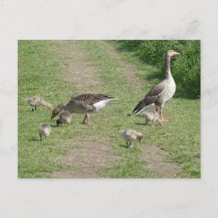 Geese Family DIY Postcard